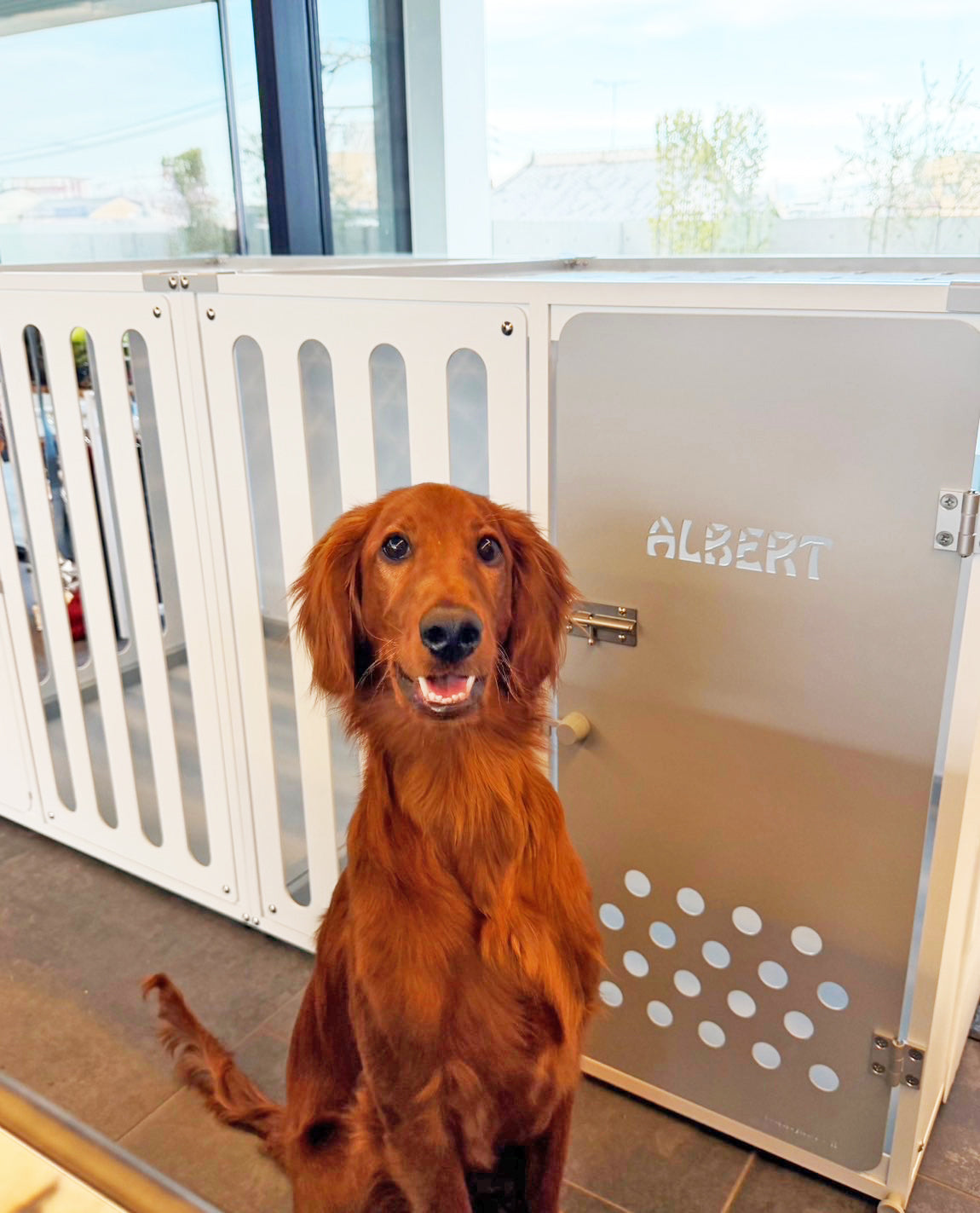 愛犬の「一生もの」の居場所に。アイリッシュ・セッターのアルバートくんと強度抜群CLシリーズ