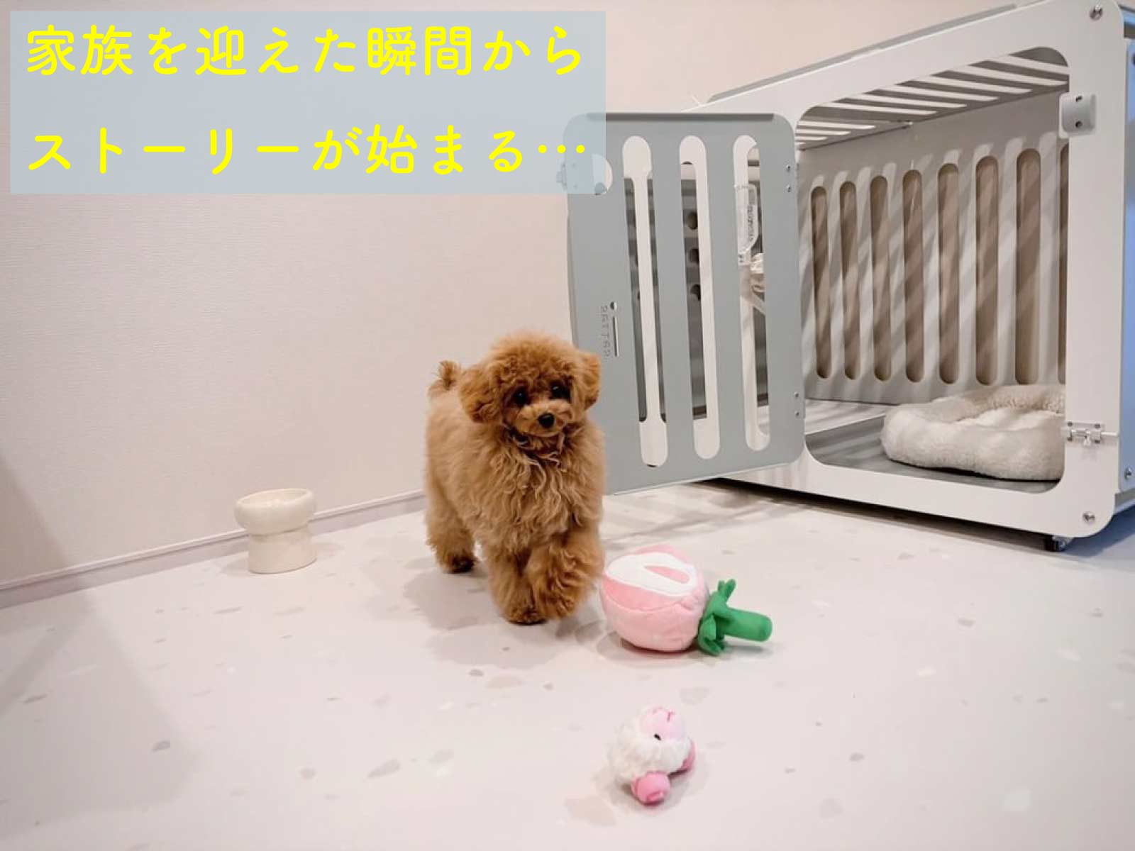 i series i100 小・中型犬モデル