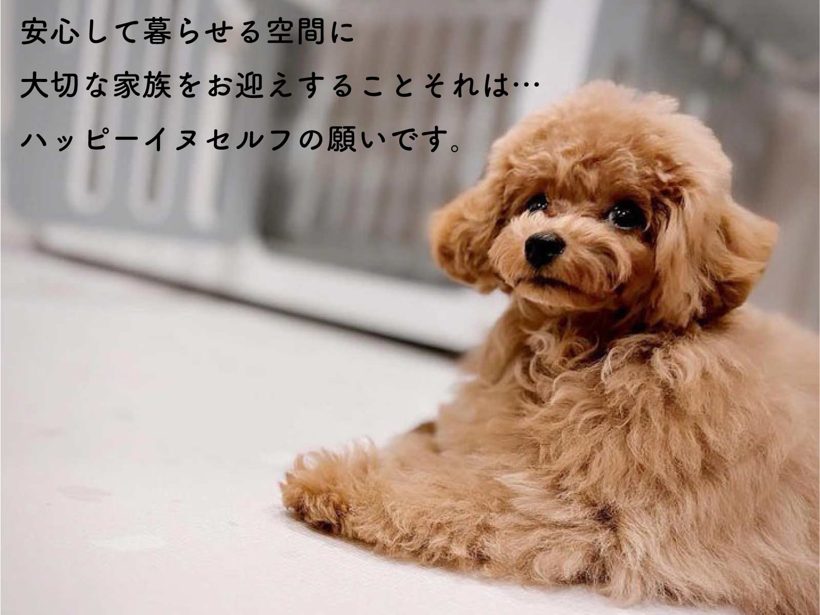 i series i100 小・中型犬モデル