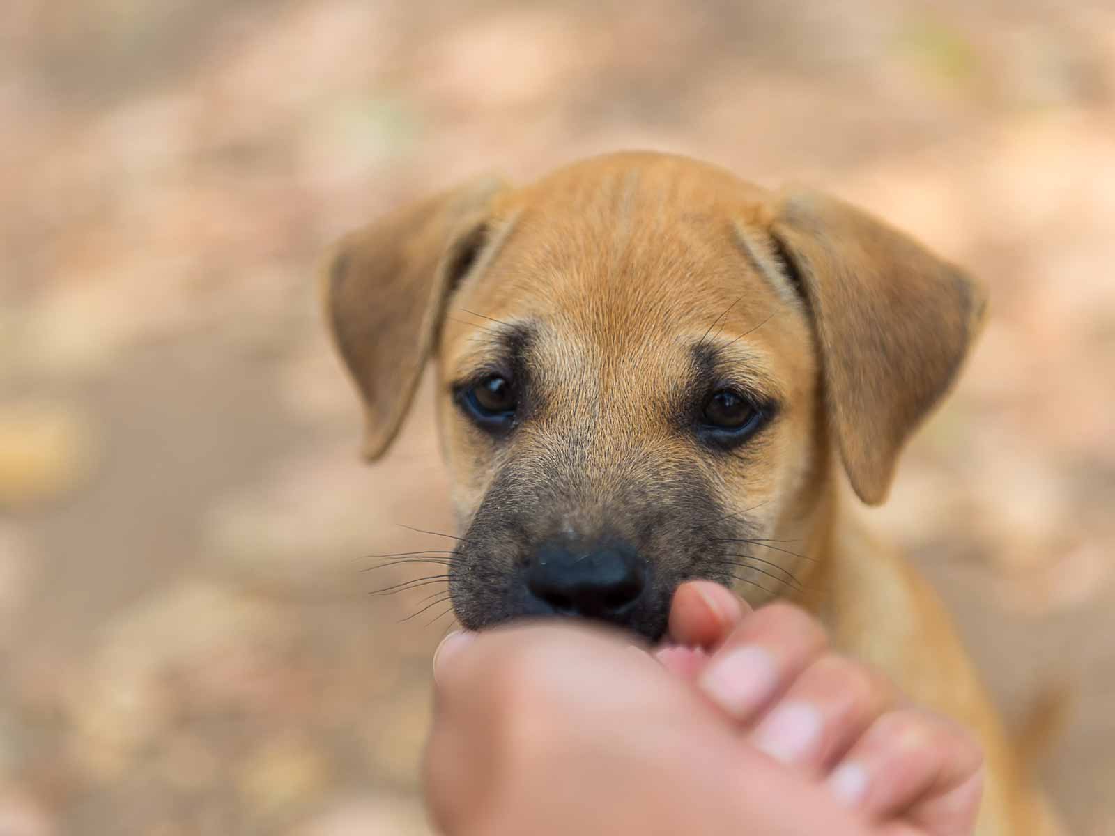 子犬お迎えの際のトラブル事例